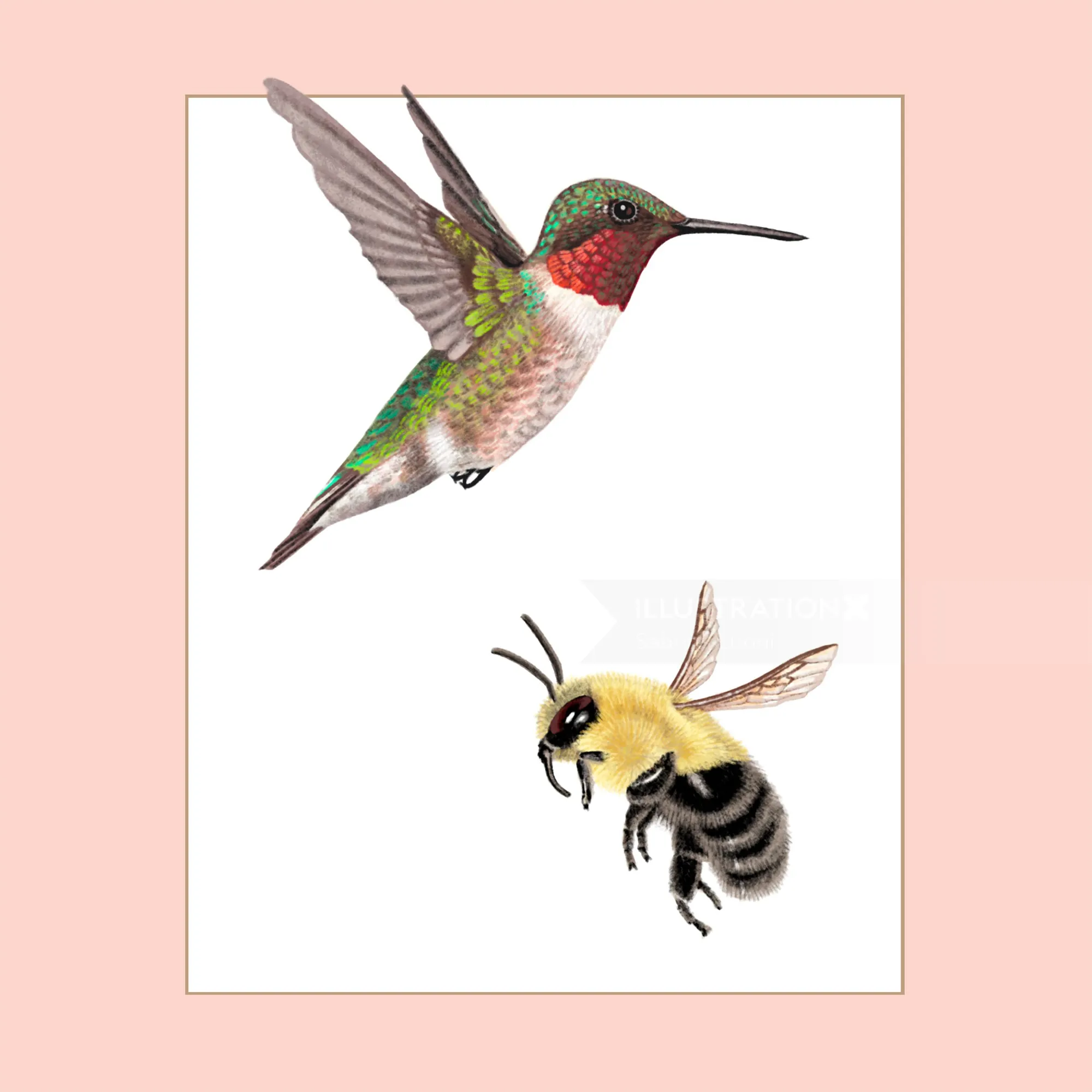 Illustration of a hummingbird and a bumblebee in flight