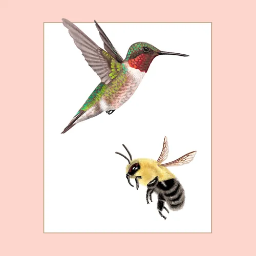 Illustration of a hummingbird and a bumblebee in flight