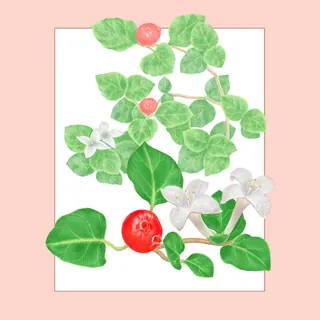 Illustration of partridgeberry plant with green leaves, white flowers, and red berries