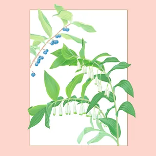 Illustration of Solomon seal plant with green leaves and blue berries