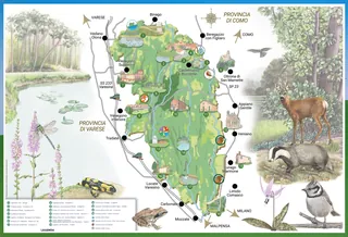 Illustrated nature map with animals and plants from Parco Pineta di Appiano Gentile