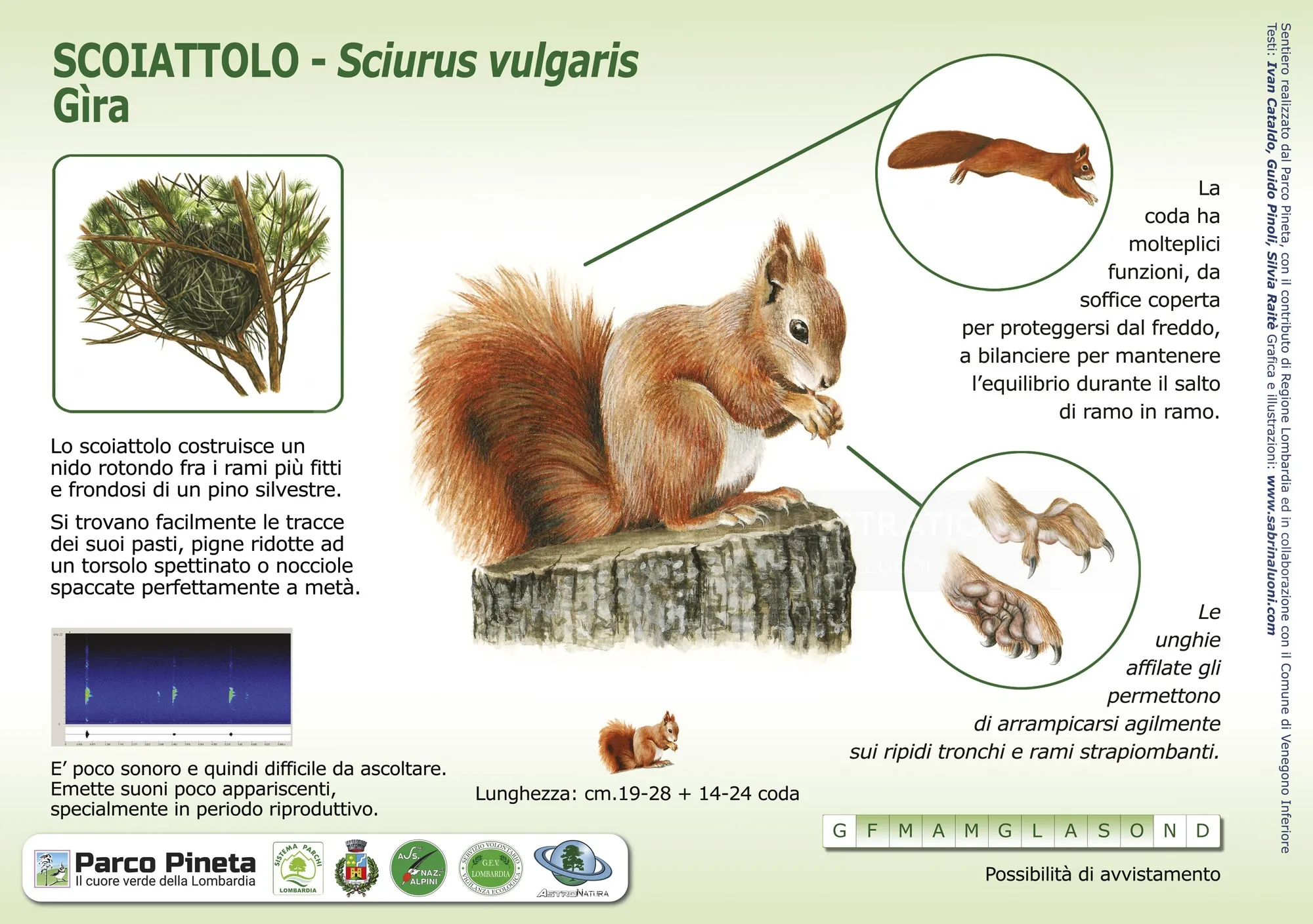 Detailed infographic of a red squirrel with labeled anatomy and habitat info