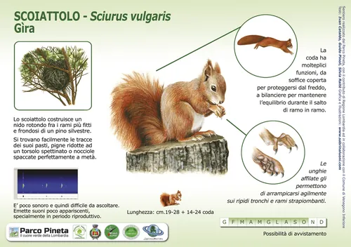 Detailed infographic of a red squirrel with labeled anatomy and habitat info