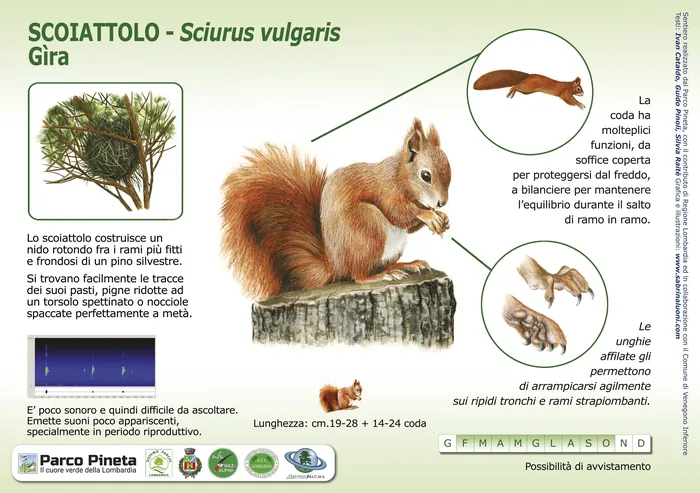 Detailed infographic of a red squirrel with labeled anatomy and habitat info