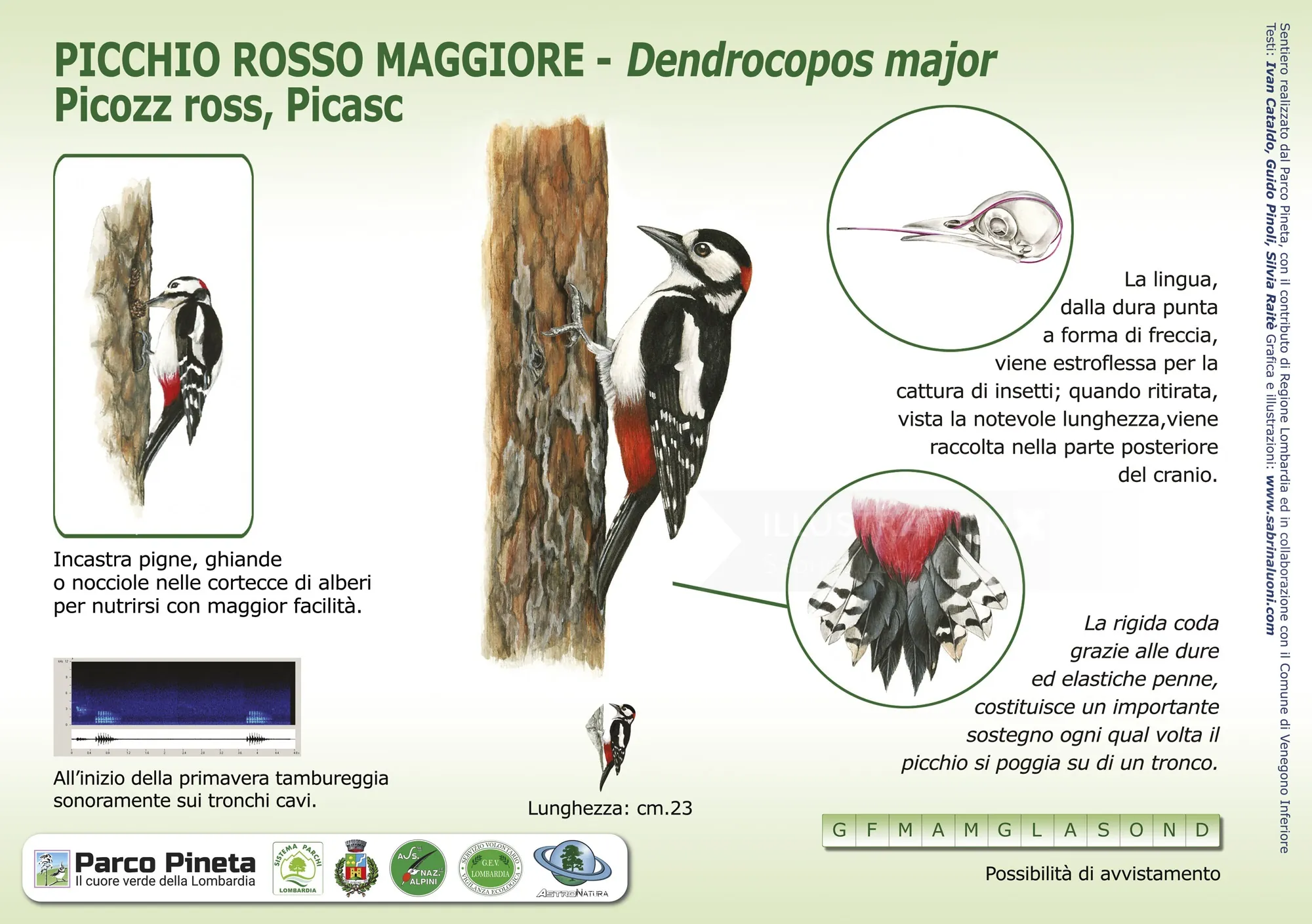 Great Spotted Woodpecker perched on tree with detailed anatomy illustrations