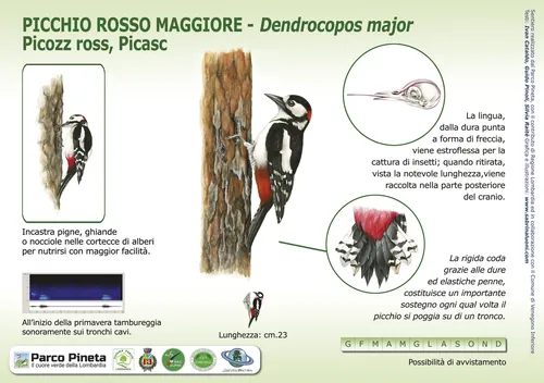 Great Spotted Woodpecker perched on tree with detailed anatomy illustrations