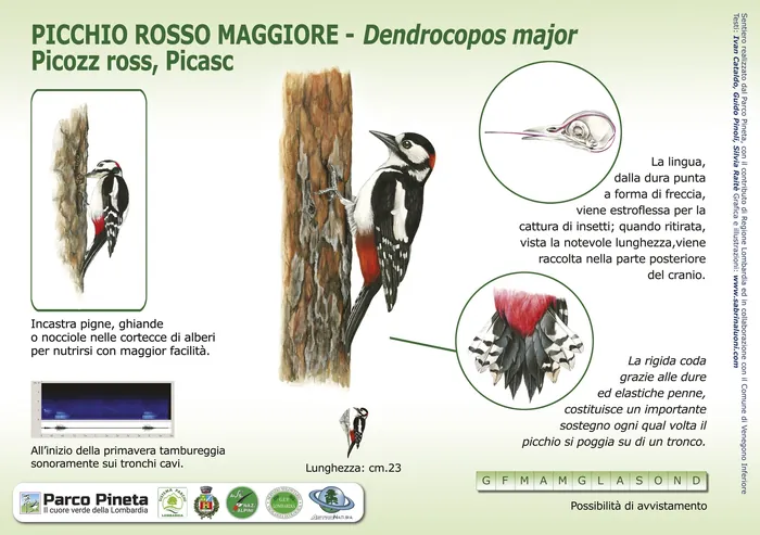 Great Spotted Woodpecker perched on tree with detailed anatomy illustrations