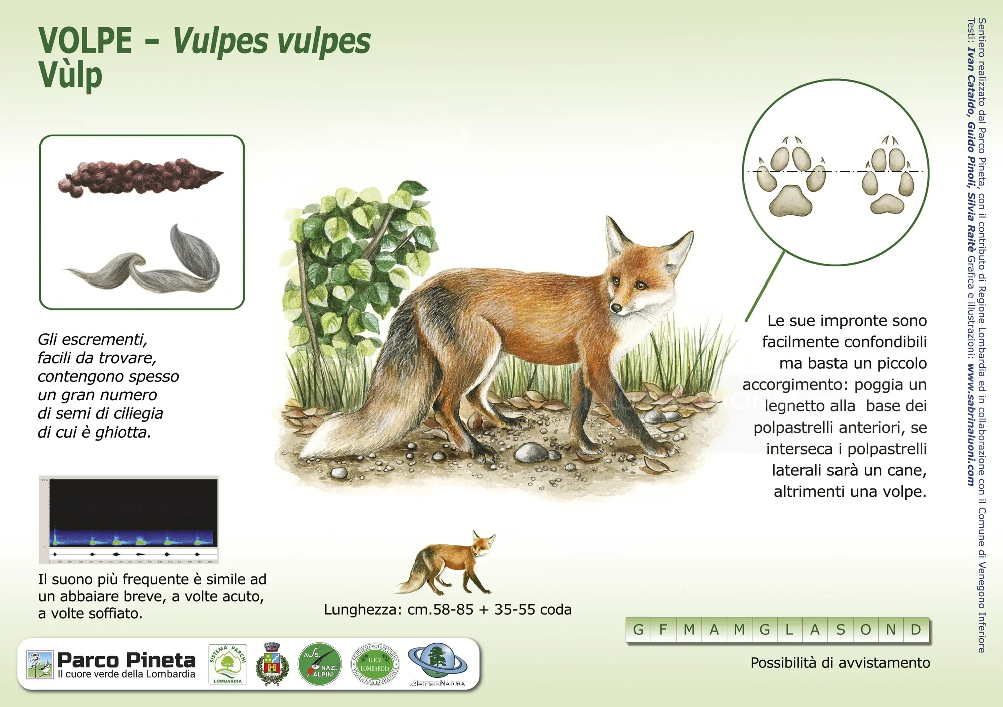 Illustration of a red fox with footprints and droppings details