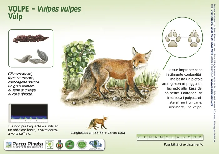Illustration of a red fox with footprints and droppings details
