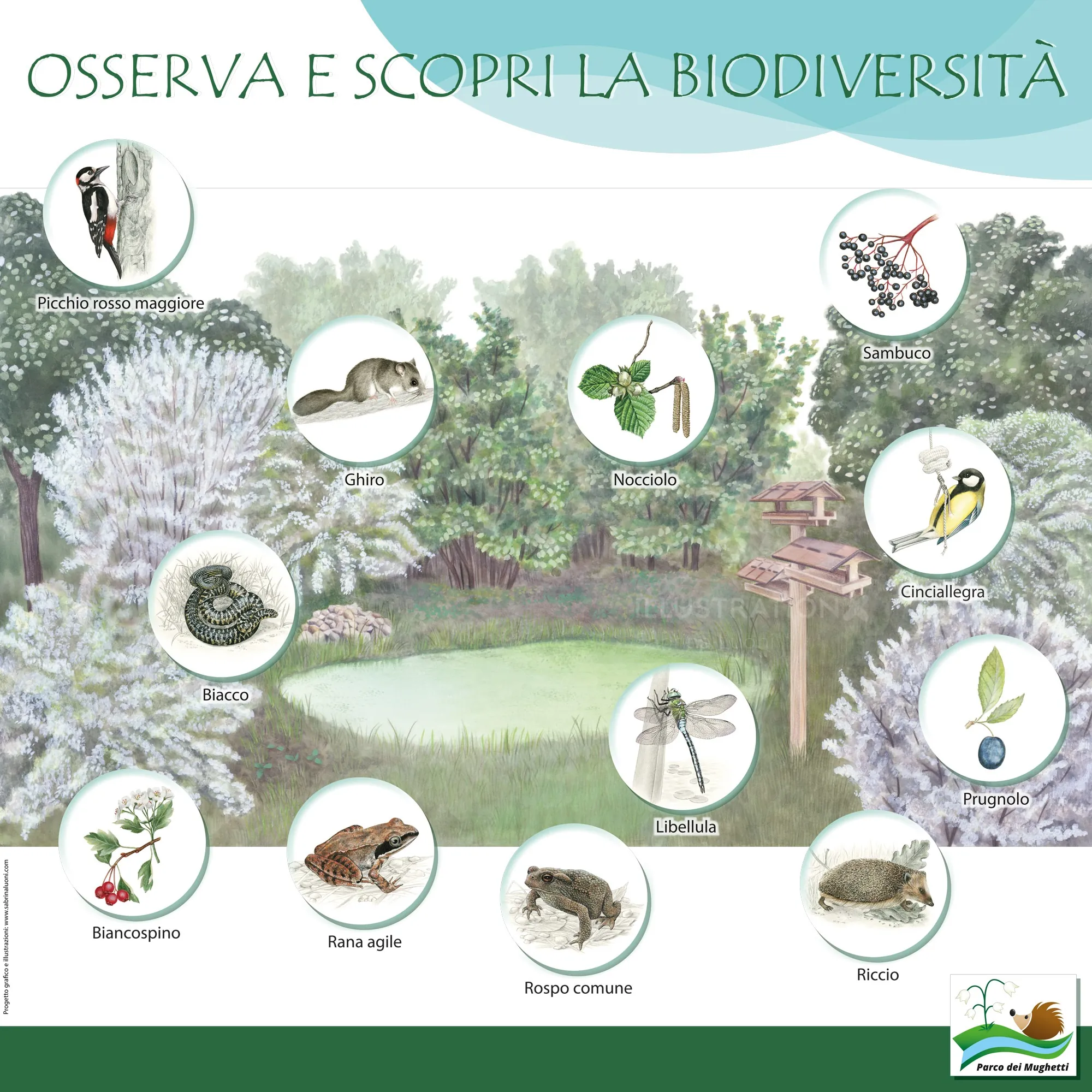 Infographic showing plants and animals to observe on a nature trail