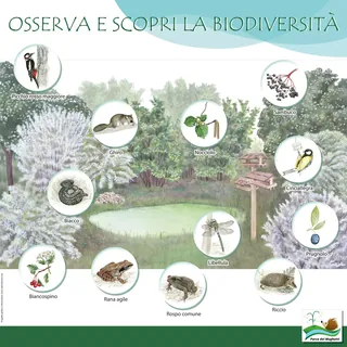 Infographic showing plants and animals to observe on a nature trail