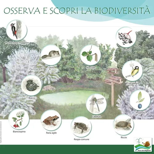 Infographic showing plants and animals to observe on a nature trail