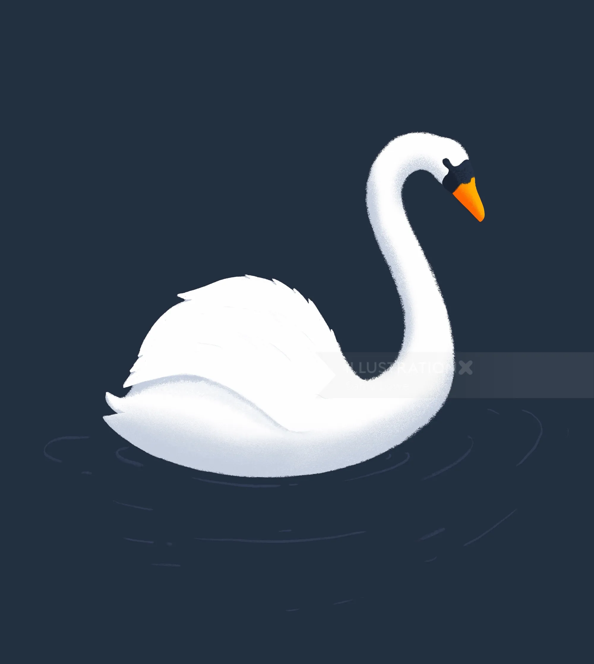 White swan floating on dark water by Samy Löwe