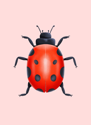 Bug gráfico vermelho preto