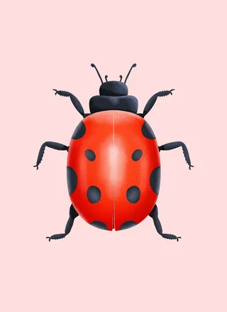 Graphic red black bug