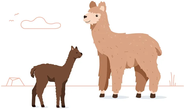 Adult and baby llamas standing outdoors with minimal background