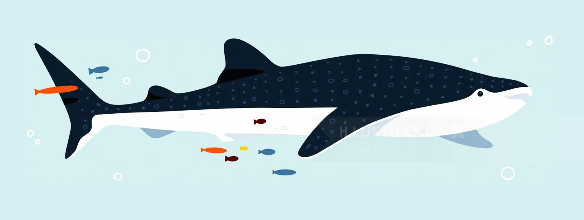 Whale shark swimming underwater with small fish