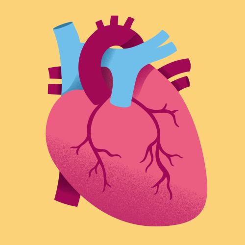 Detailed human heart illustration with arteries and veins