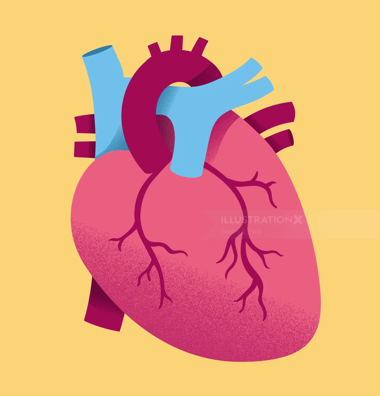 Detailed human heart illustration with arteries and veins