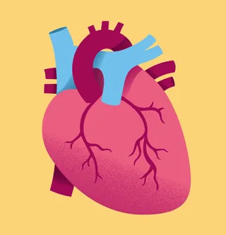 Detailed human heart illustration with arteries and veins