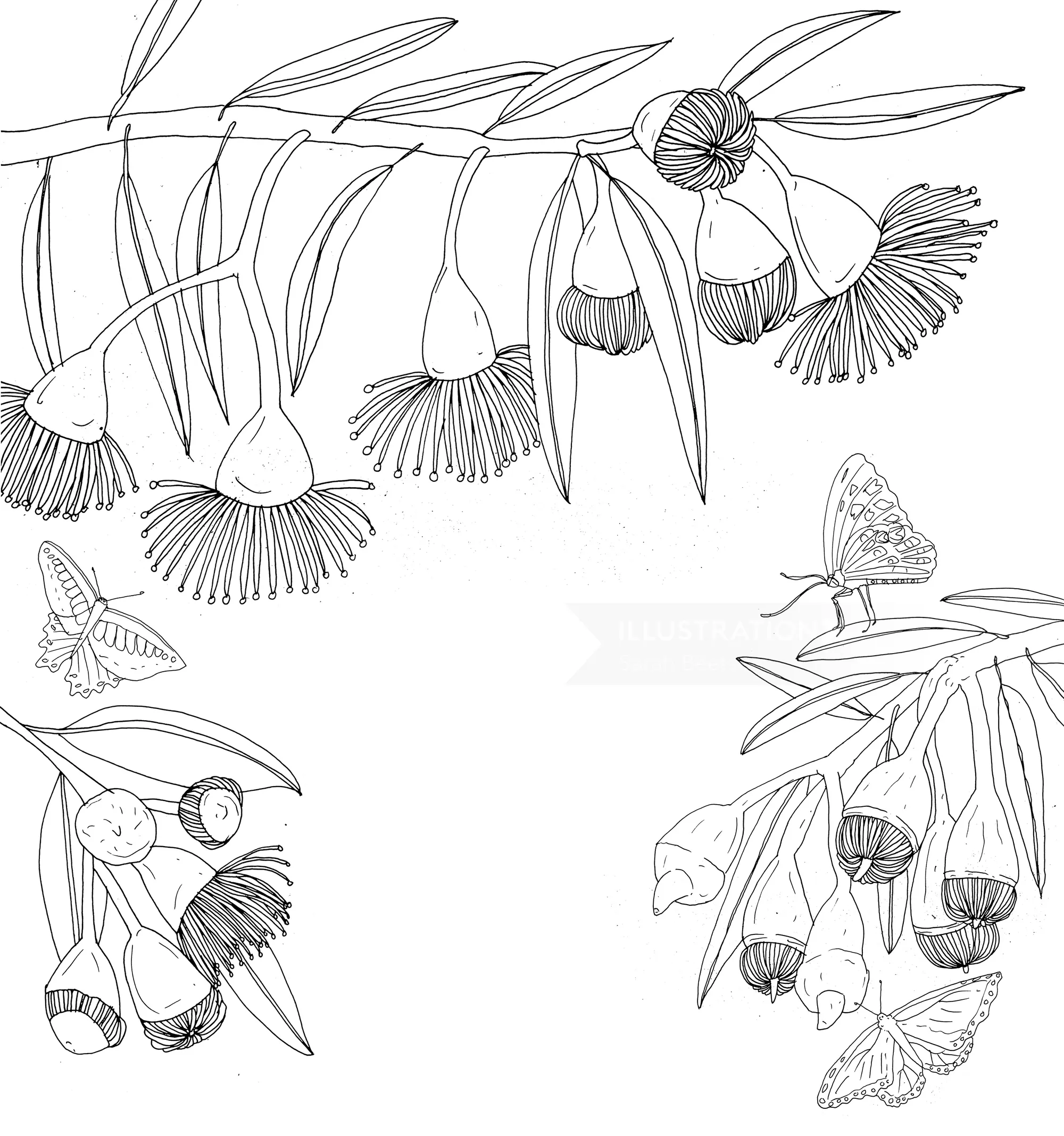 Line art of eucalyptus flowers with butterflies on branches