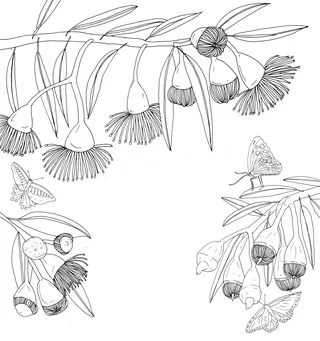 Line art of eucalyptus flowers with butterflies on branches