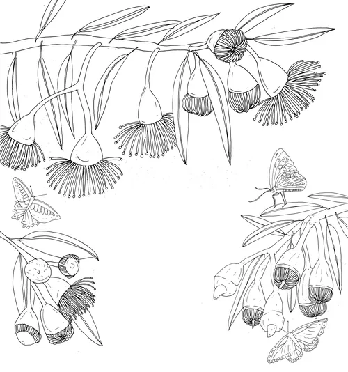 Line art of eucalyptus flowers with butterflies on branches