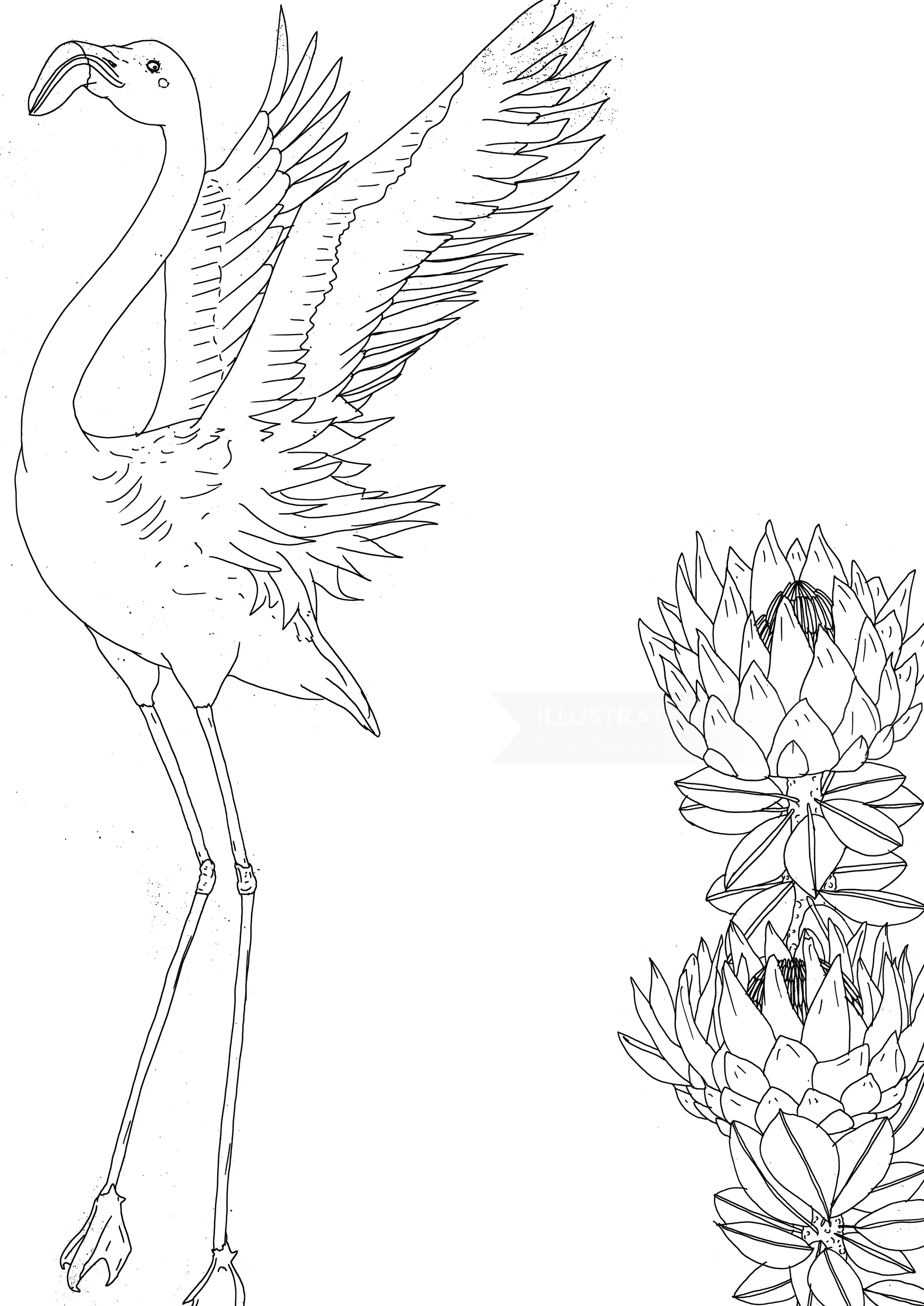 Line drawing of a flamingo with outstretched wings and flowers by Sarah Beetson