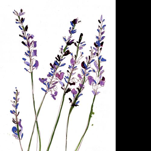Lavender flowers illustration by Sarah Beetson
