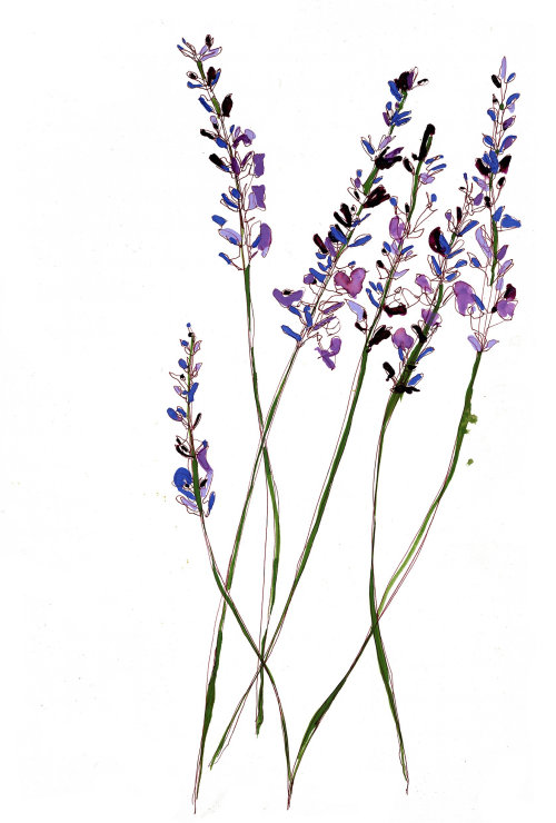 Lavender flowers illustration by Sarah Beetson