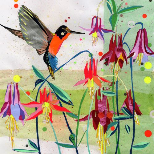 Bird | Aves illustration collection