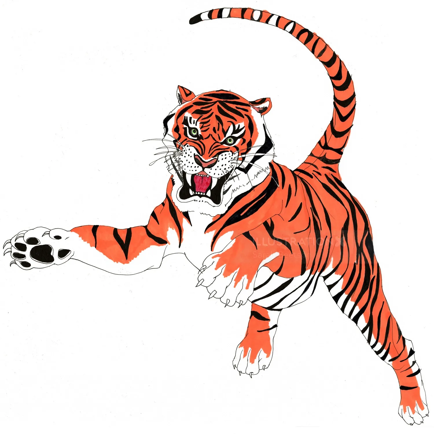 Illustration eines springenden Tigers von Sarah Beetson