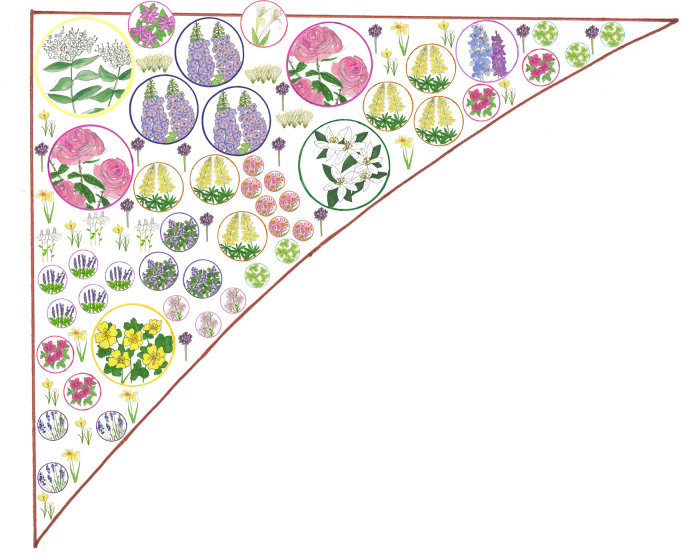Ilustración de plantas de flores por Sarah Beetson