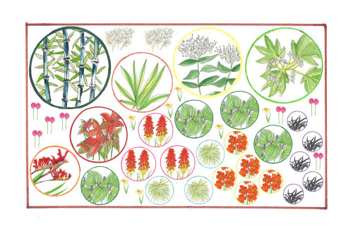 莎拉·贝特森的植物插图