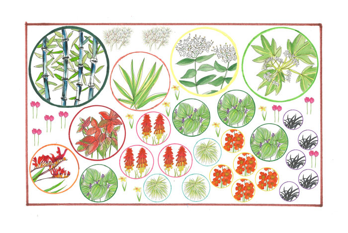 Ilustración de plantas por Sarah Beetson