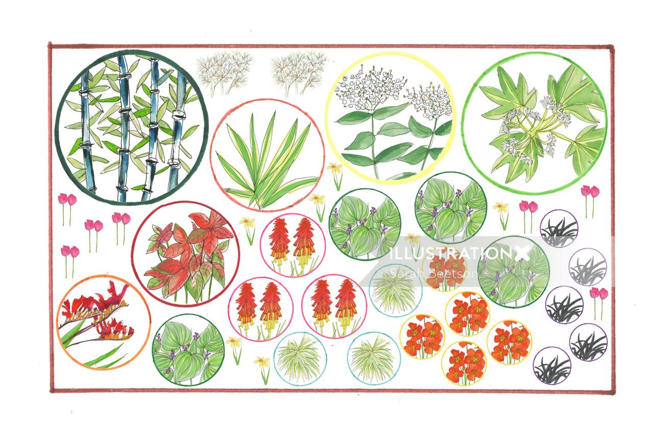 Ilustración de plantas por Sarah Beetson