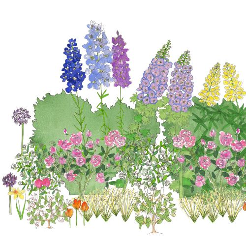 Digital painting of canterbury bells plants
