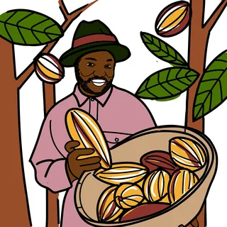 Man holding cacao pods in basket near cacao trees.