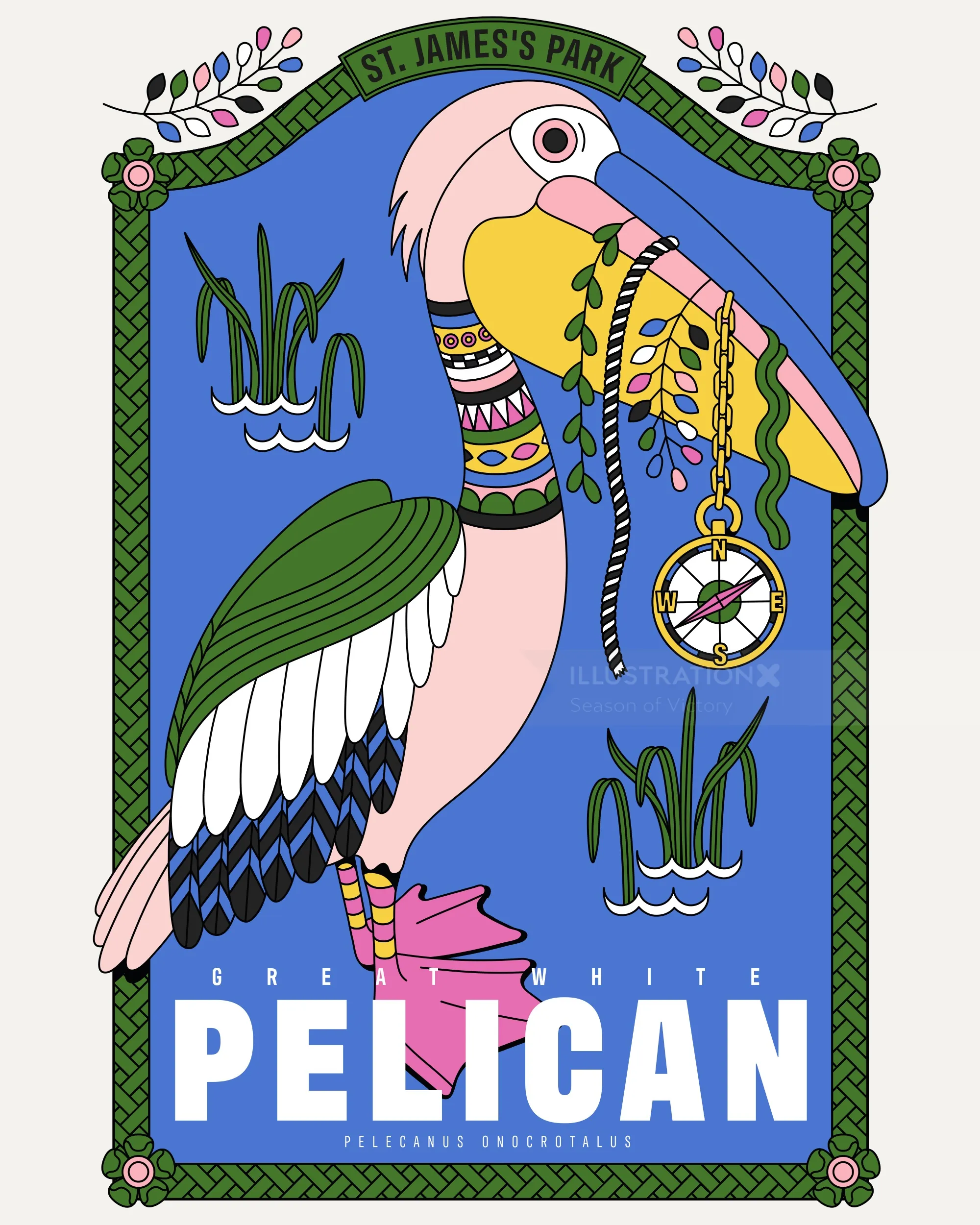 Great White Pelicans illustration St. James’s Park