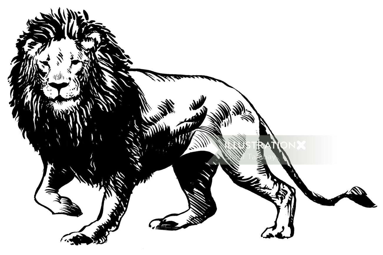 Animals Lion
