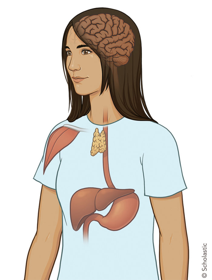medical graphical illustration of woman