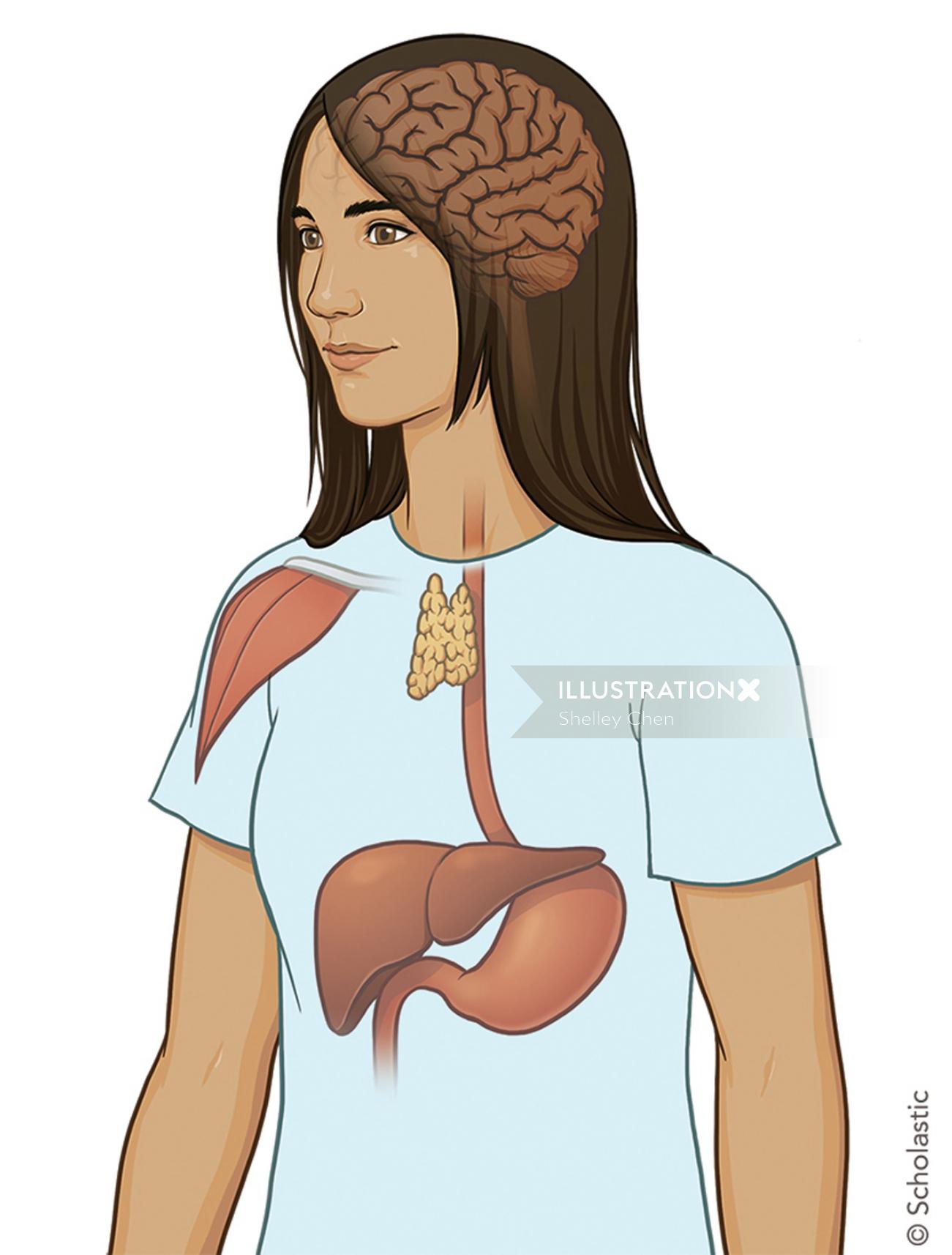 medical graphical illustration of woman