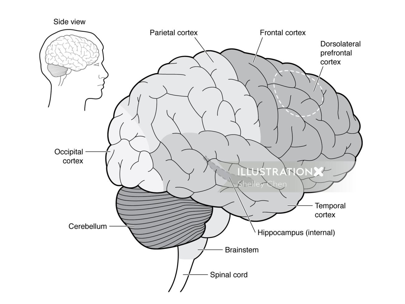 ilustración del cerebro
