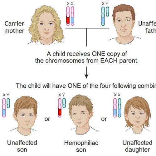 Genetics hemophilia inheritance illustration by Shelley Li Wen Chen