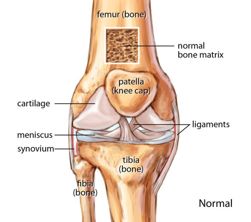Normal knee joint illustration by Shelley Li Wen Chen