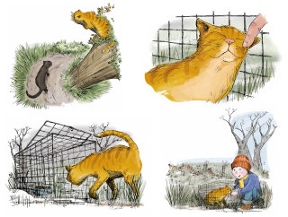 檻の中の野良猫についてのストーリーボード
