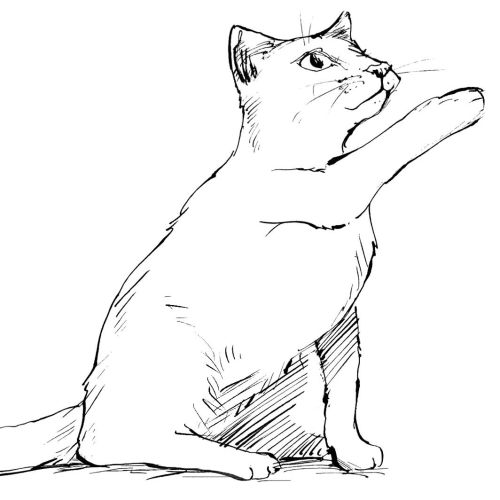 Ink line drawing of a cat lifting its paw by Sholto Walker