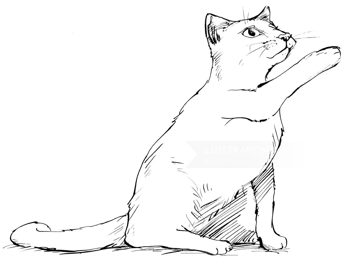 Ink line drawing of a cat lifting its paw by Sholto Walker