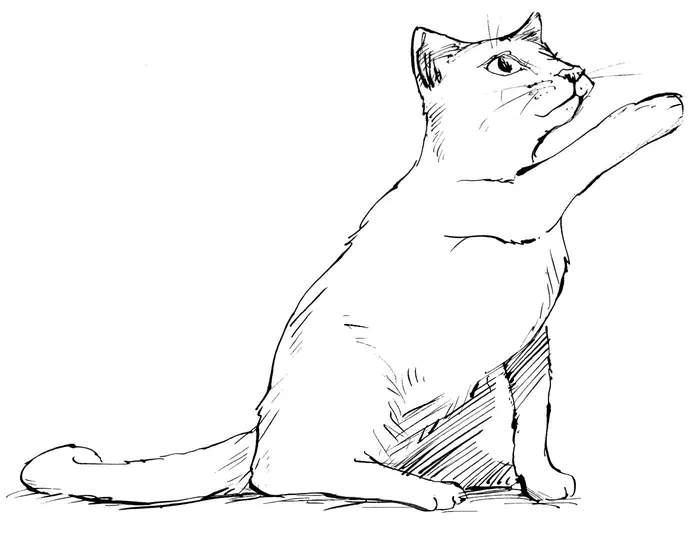 Ink line drawing of a cat lifting its paw by Sholto Walker