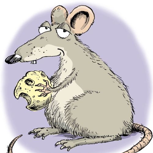 cartoon rat illustration by Sholto Walker